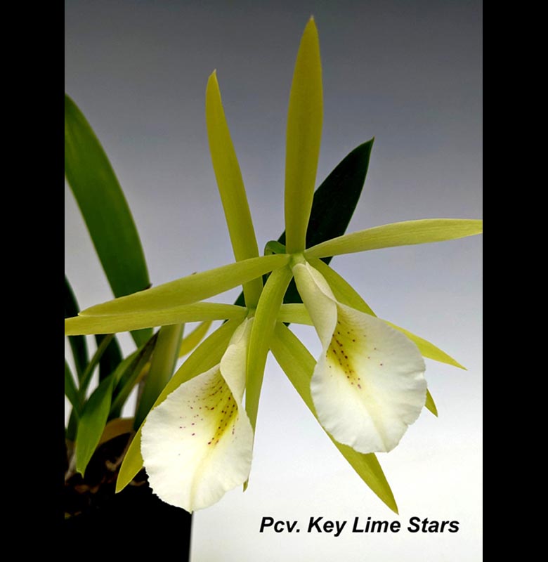 Pcv. Key LIme Stars 4\" in bloom